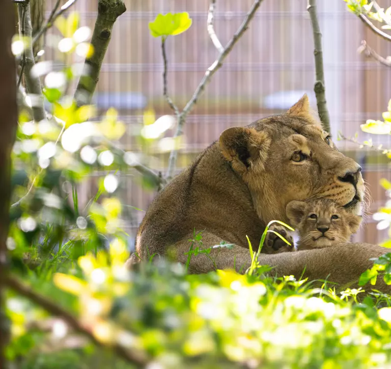 Lioness with a cub London Zoo - Arya