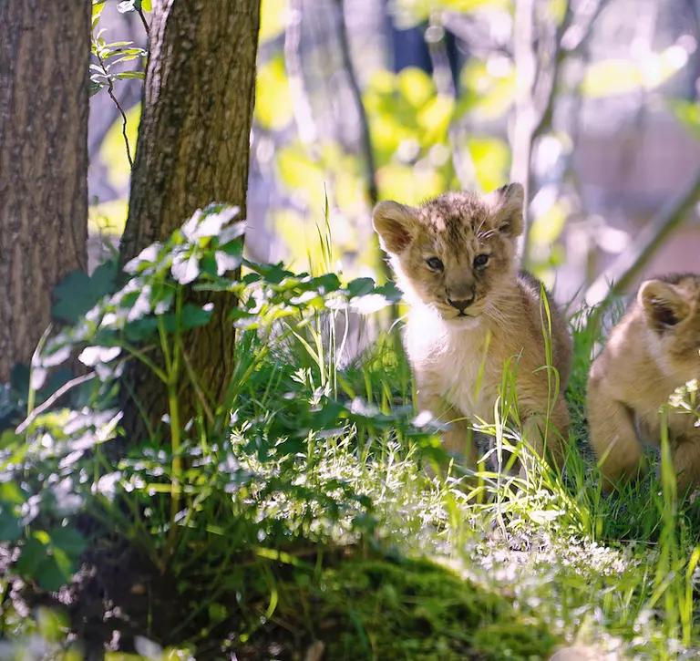 London Zoo’s three lion cubs take their first steps outside