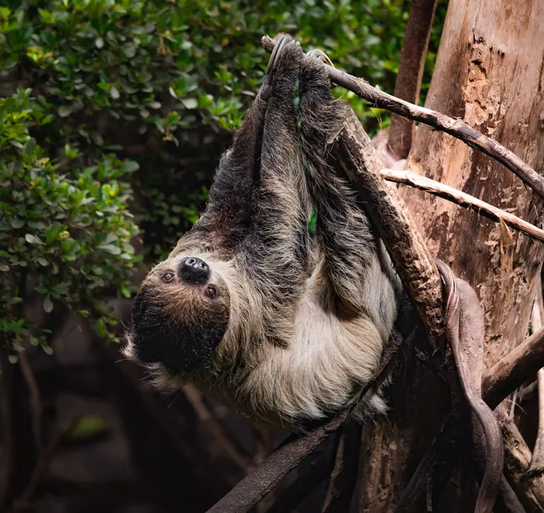 Sloth at Rainforest Life London Zoo