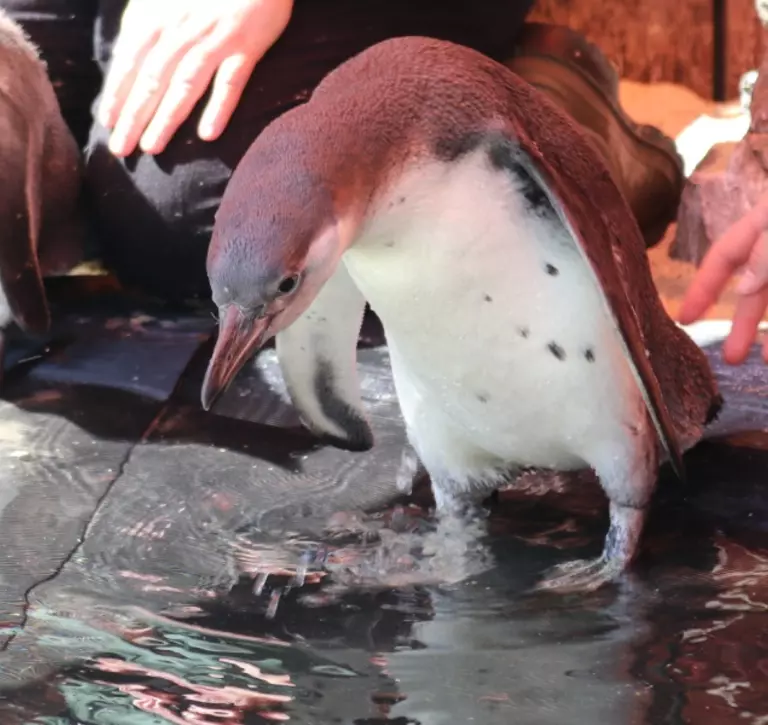 Penguin chick inspects the nursery pool