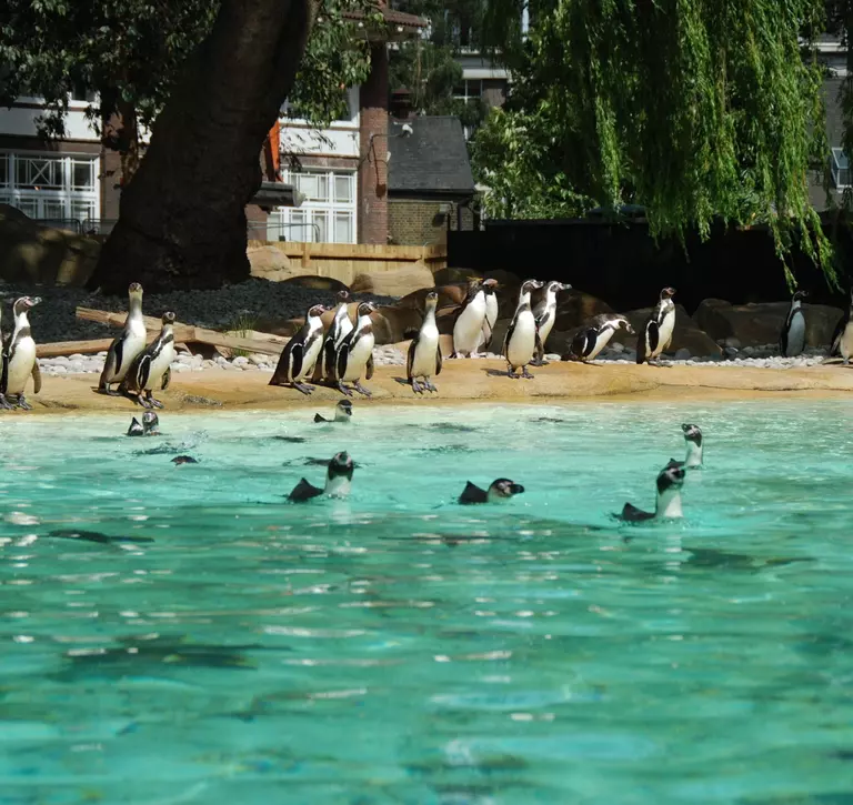 Humboldt penguins cool off in the pool at Penguin Beach in London Zoo