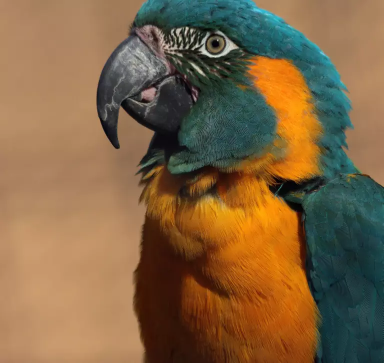 Blue and gold macaw