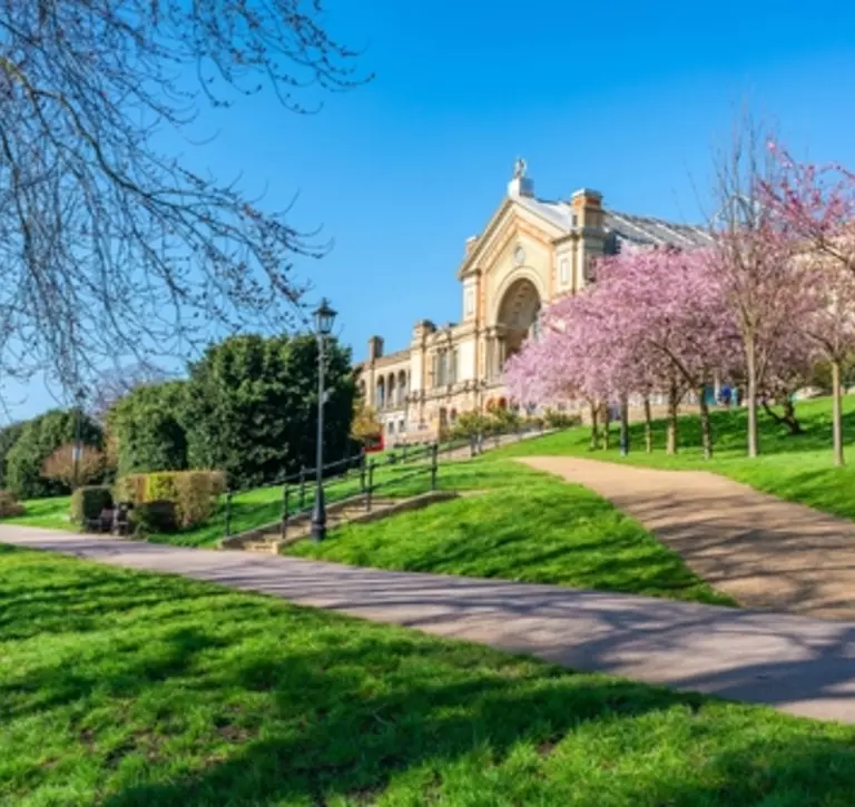 Cherry Blossoms at Alexandra Park