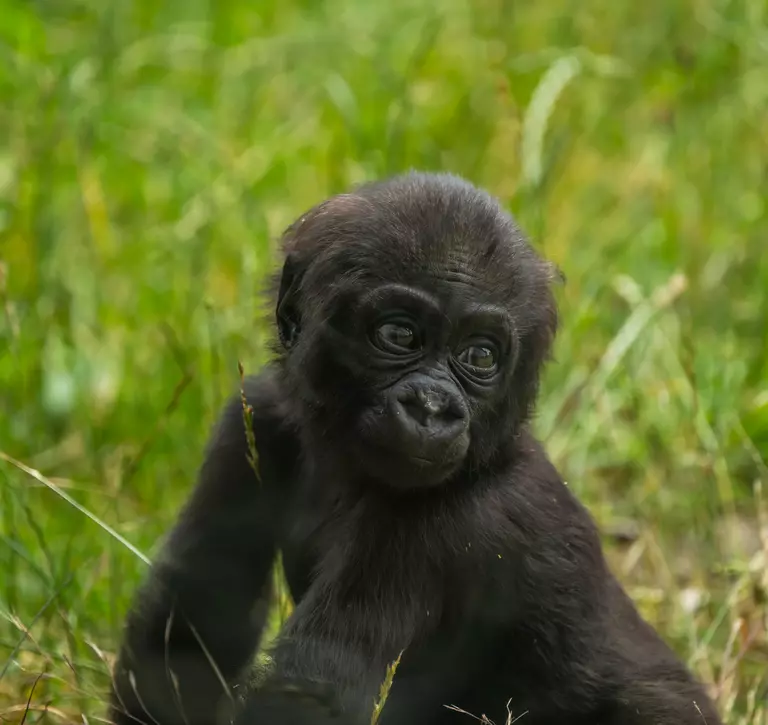 Gorilla at London Zoo, Venus