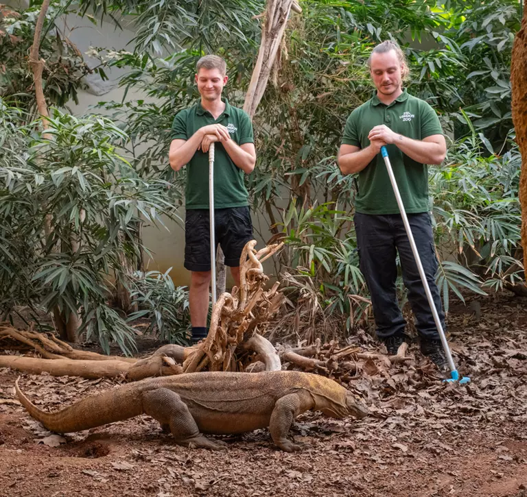 Zookeepers with a Komodo dragon