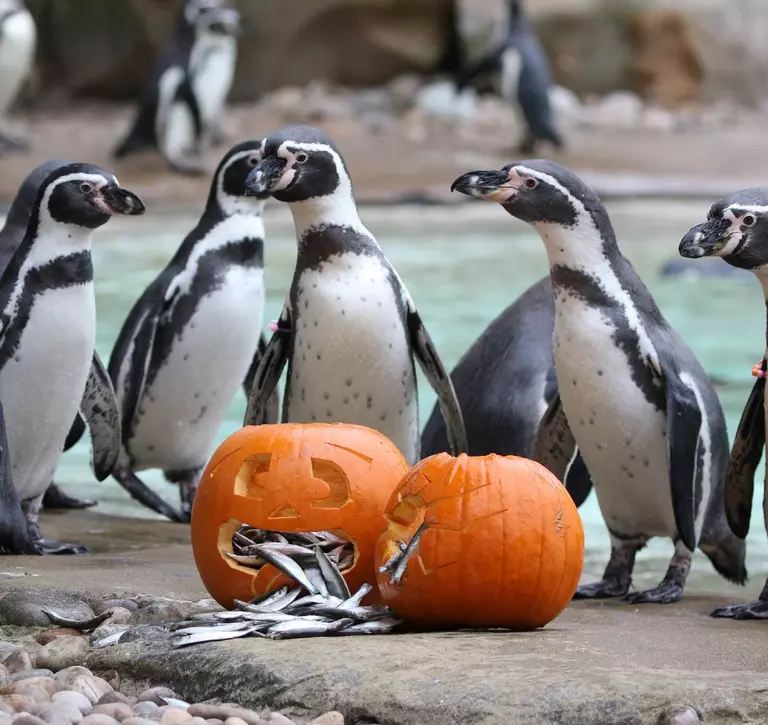 Boo at the Zoo: London Zoo Halloween Penguins