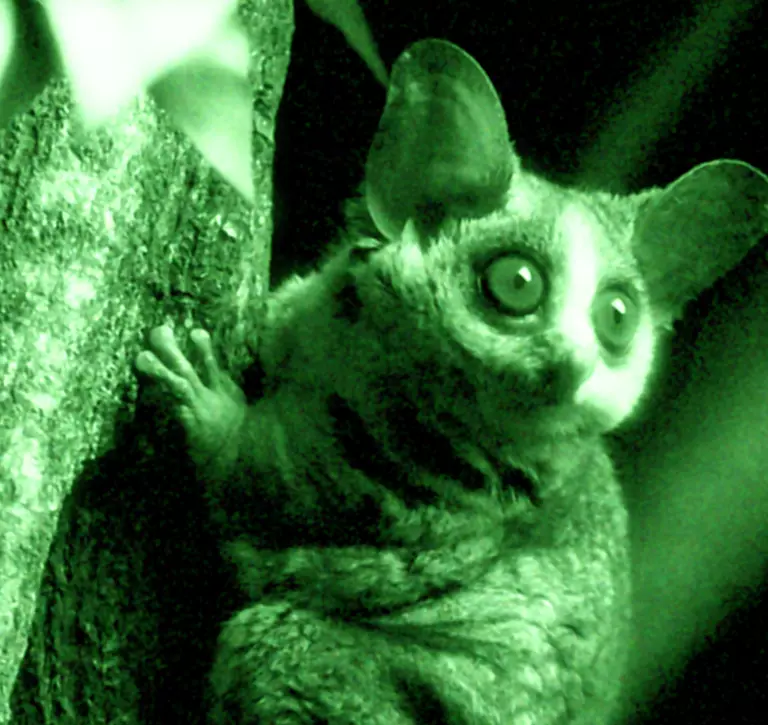 Bush babies at London Zoo