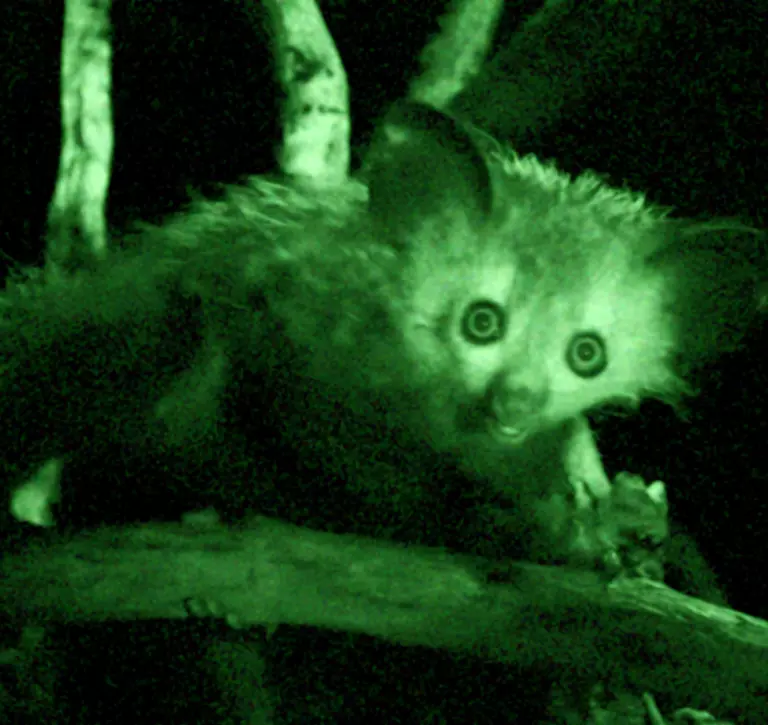 Sally the Aye-aye at London Zoo