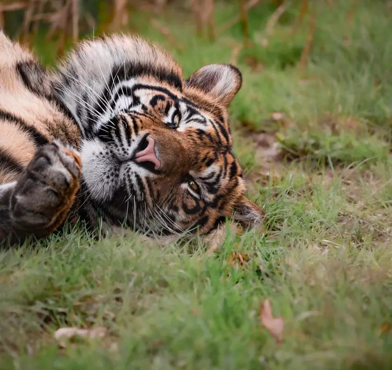 Sumatran tiger at London Zoo