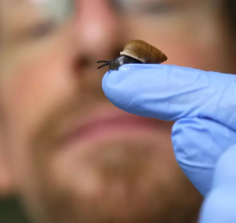 Partula snail on gloved hand