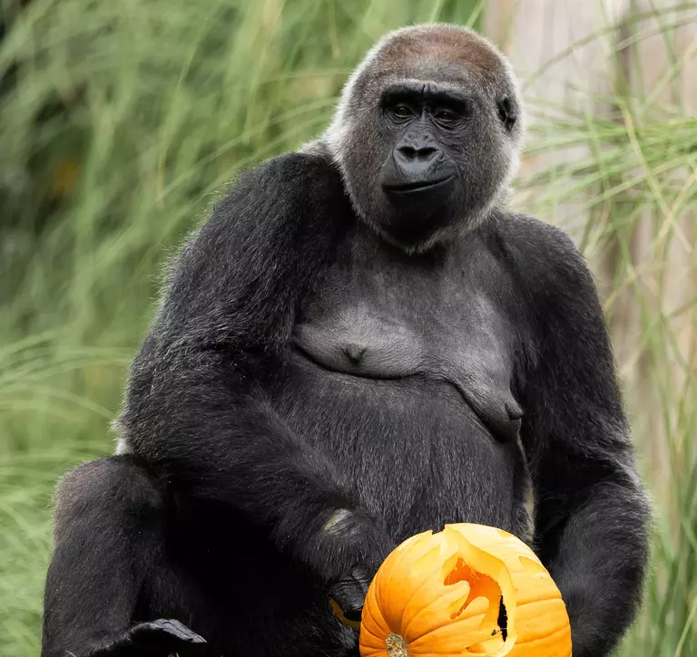 Western lowland gorilla Effie enjoys a Halloween treat ahead of Boo at the Zoo celebrations at London Zoo