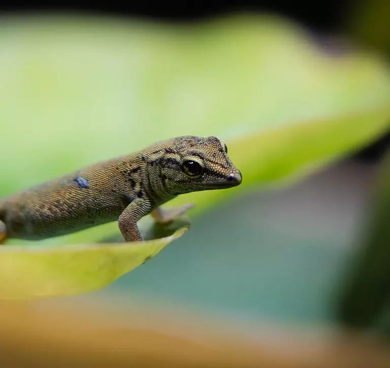 A female gecko sitting on a leaf