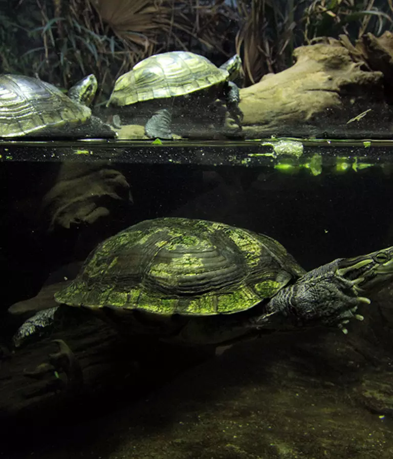 Annam leaf turtle | London Zoo