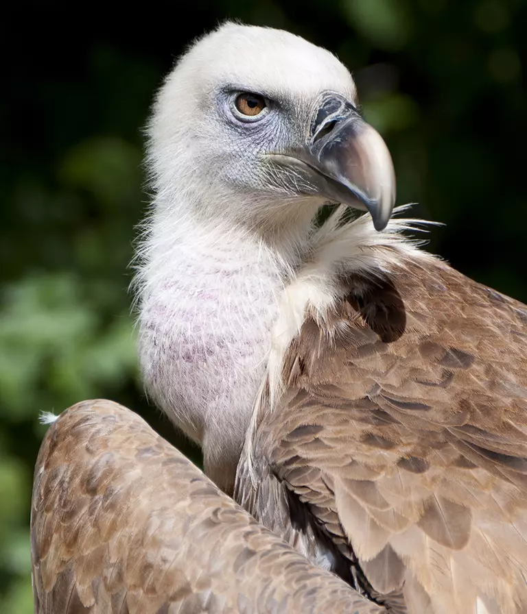 Ruppell’s griffon vulture | London Zoo