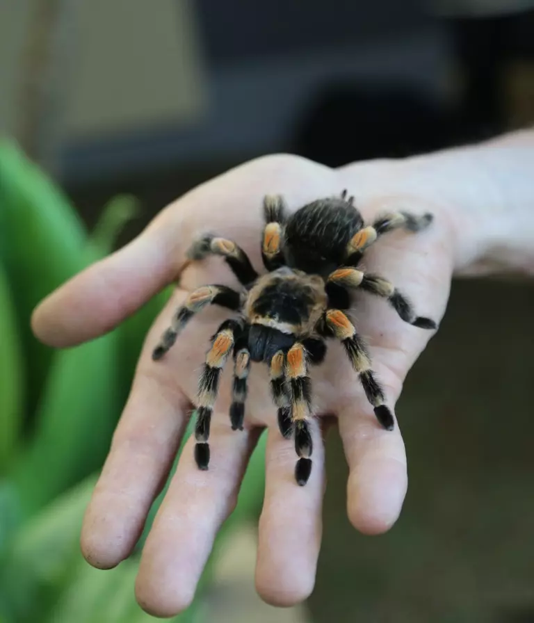 Mexican red-kneed tarantula | London Zoo