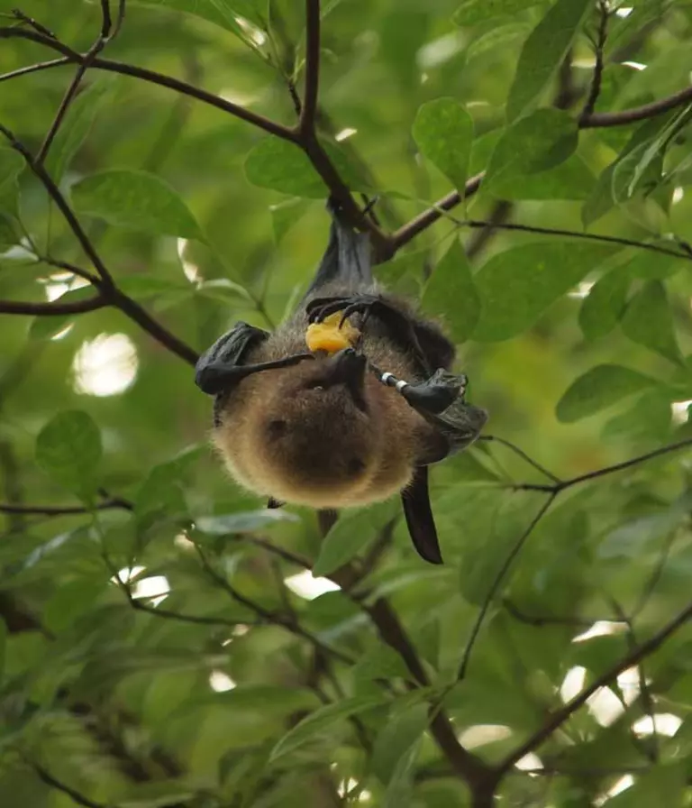 Rodrigues fruit bat London Zoo