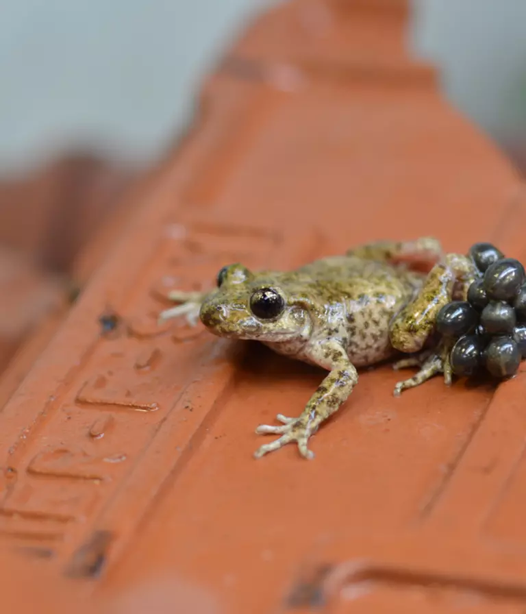 Mallorcan Midwife Toad | London Zoo