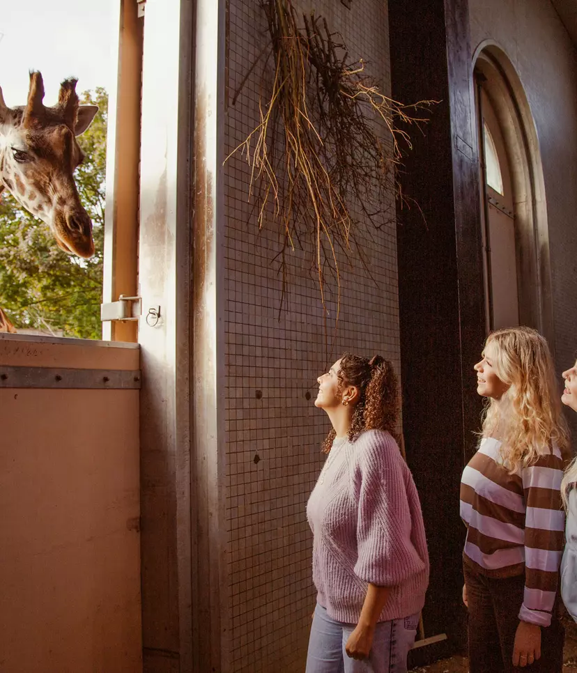 The Giraffe Keeper experience | London Zoo