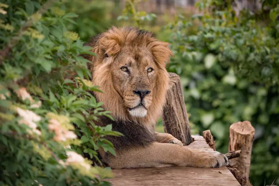 Asiatic lion Bhanu at London Zoo