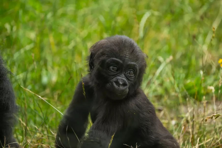 Gorilla at London Zoo, Venus