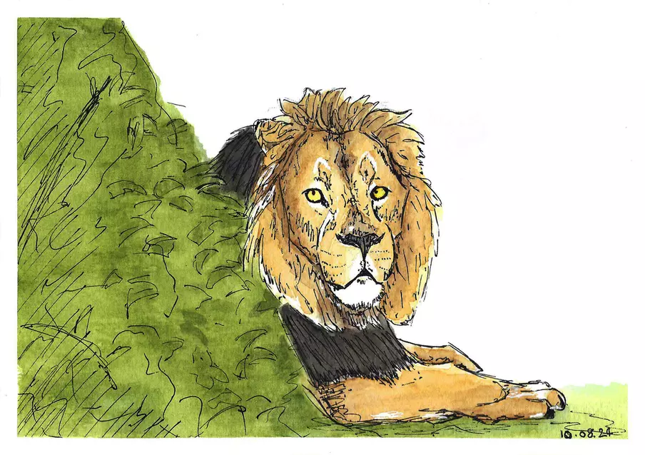 Bhanu the lion water colour art by Nick Hurst